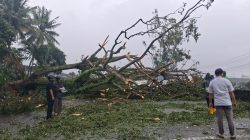 Hujan Deras Pohon di Hotel Bela Tumbang, Timpa Empat Mobil Rental