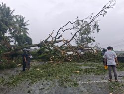 Hujan Deras Pohon di Hotel Bela Tumbang, Timpa Empat Mobil Rental